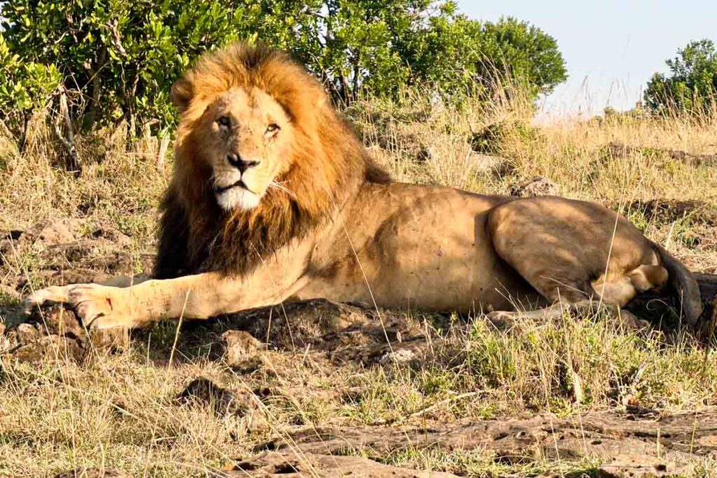 A male lion with a large mane is lying on the ground in a grassy, sunlit area with some bushes in the background.
