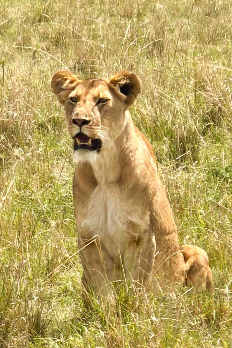 A lioness sits upright in tall, dry grass, looking forward with her mouth slightly open.