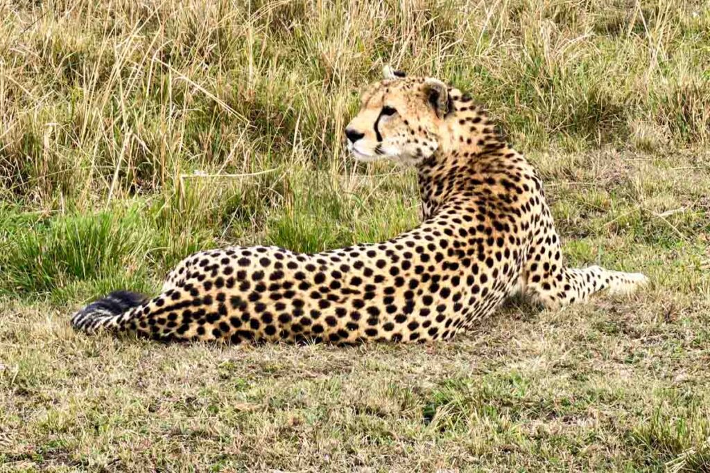 A cheetah with a spotted coat lies on grassy ground, looking to the side, with tall dry grass in the background.
