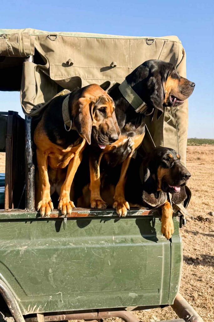 Three bloodhounds stand in the back of an open green vehicle, looking out over a dry, grassy landscape under a clear blue sky.