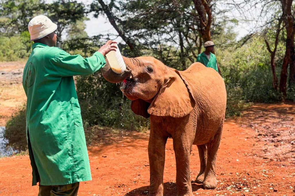 A person in a green coat feeds a baby elephant from a large bottle outdoors, while another person stands in the background among trees.